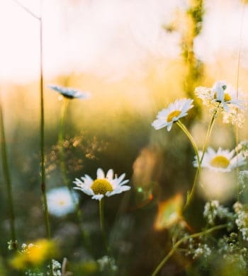 Sommarbild midsommar traditioner i sverige