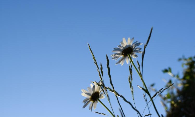 Midsommarblommor mot blå himmel